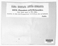 Passalora polythrincioides image